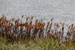 Red bog-myrtle plants growing at the shore of a lake