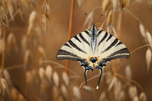 The Scarce Swallowtail (Iphiclides Podalirius) On Avena