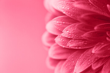 Wall Mural - viva magenta gerbera flower petals with drops of water, macro on flower, beautiful abstract backgrou