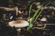 Agaricus bisporus mushroom growing in the rainforest
