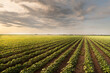 © Dusan Kostic - Open soybean field at sunset.