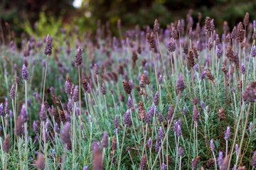 Poster - Beautiful view of English lavender field