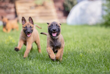 Belgian Shepherd (Malinois) Puppy Playing On The Backyard. Kennel. Dog Litter. Puppy On The Green Grass
