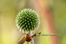 Closeup Shot Of A Beautiful Ladybug On A Green Thistle Against A  Blurred Background