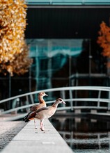 Vertical Shot Of Two Adorable Egyptian Geese Standing On The Promenade Overlooking The Water