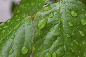 Wall Mural - Green leaves with water drop