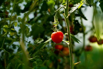 Canvas Print - Closeup of a red ripe tomato on the vine.