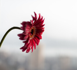 Wall Mural - Gerbera flower with water drop. Macro shot with shallow depth of field.