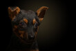 Dramatic portrait of a small dog on a black background. Lonely dog ​​in the dark