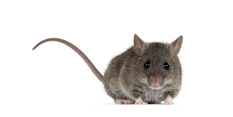 Fototapete - Close up of plain house mouse aka Mus Musculus, standing facing front with tail up. Looking straight towards camera. Isolated on a white background.