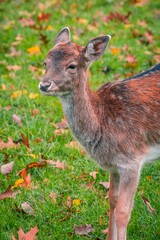 Wall Mural - Vertical shot of a young European fallow deer standing on the green grass with blur background