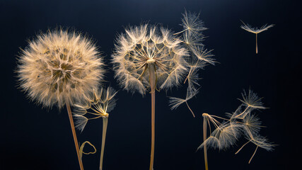 Wall Mural - dandelion seeds fly from a flower on a dark background. botany and bloom growth propagation.