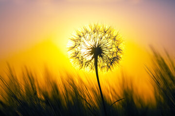 Wall Mural - Dandelion among the grass against the sunset sky. Nature and botany of flowers