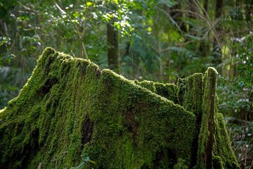 Poster - Closeup shot of a tree stump covered in green moss in a forest