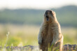 The groundhog screams at dawn Beautiful shot of marmota bobak. Groundhog Day.