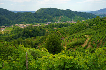 Vineyards along the Road of Prosecco e Conegliano Wines