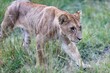 Closeup shot of a cute lion cub walking through grass on a field in Masai Mara, Kenya