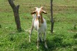 Cute goat on grass on a sunny day