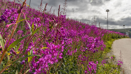 Plenty of flowers