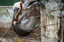 Closeup Of A Resting Pelican In The Zoo