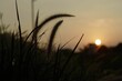 Selective focus shot of grass in the field against a sunset