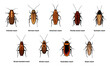 Cockroach set, insect roach and bug species icons, vector. Biology or zoology and pest animal creatures, Asian cockroach, American and Australian brown or Surinam roach
