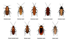 Cockroach Set, Insect Roach And Bug Species Icons, Vector. Biology Or Zoology And Pest Animal Creatures, Asian Cockroach, American And Australian Brown Or Surinam Roach