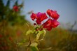 Selective focus shot of red flowers in the field