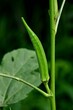 Vertical closeup of a green okra plant