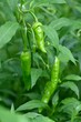 Vertical view of green pepper growing on a plant