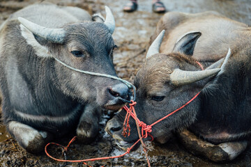 Two Buffalo Waiting To Be Sold, Bac Ha Market, Vietnam