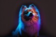 Begging. An adorable dog spitz is captured here in a playful pose against a neon-lit studio wall. Generative AI