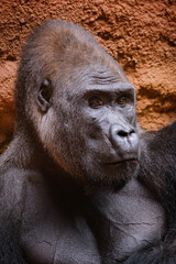 Sticker - close up portrait of gorilla male