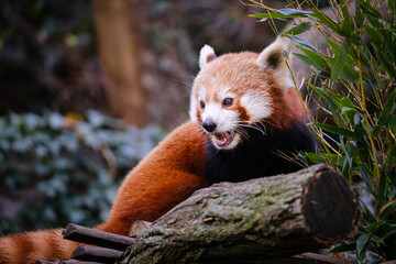 Poster - Close up portrait of red panda