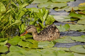 Closeup of mallard on water surface with water lilies in summer on lake of Storträsk, Sipoonkorpi National Park, Finland.