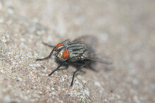 A Fly Perched On The Floor 