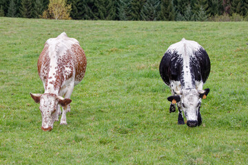 Sticker - vache de race vosgienne