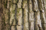 Fototapeta Perspektywa 3d - Bark with moss looks like mountains