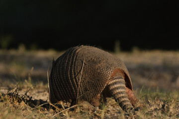 Poster - Nine-banded armadillo in dry Texas field, southern north america wildlife.