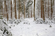 Winterwald Landschaft im Schnee, Bayern, Deutschland, Europa 