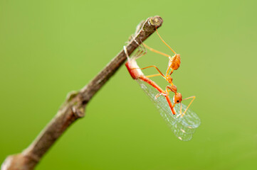 Wall Mural - Red Ants prey on leaves in tropical forest