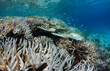 Underwater scene of bleached coral on a coral reef in the Maldives during a global bleaching event caused by warming ocean water temperatures 