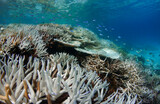 Fototapeta Do akwarium - Underwater scene of bleached coral on a coral reef in the Maldives during a global bleaching event caused by warming ocean water temperatures 