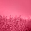Blooming heather flowers on blurred floral background, closeup. Toned in color of year 2023 Viva Magenta, square format