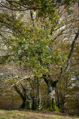 Wall Mural - entrance to the forest Three trees at the end of the meadow mark the entrance to the forest. Large branches that lose part of their leaves in the fall. Trunks between gray and black, with a lot of mos