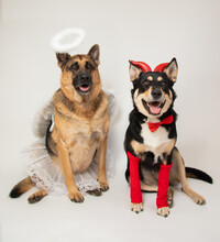 German Shepherd And Shepherd Mix Dogs Dressed As A Devil And Angel