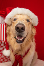 Golden Retriever Wearing Glasses, Santa Hat And Scarf Sitting Next To A Stack Of Christmas Gifts