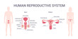 Human reproductive system. Female and male body with reproductive system organs