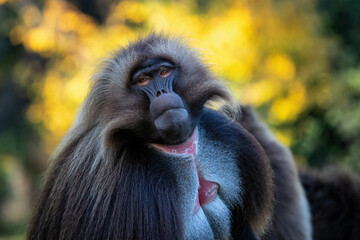 alpha male of gelada baboon - theropithecus gelada, beautiful ground primate