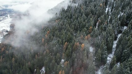 Poster - bosco foresta nebbia neve 